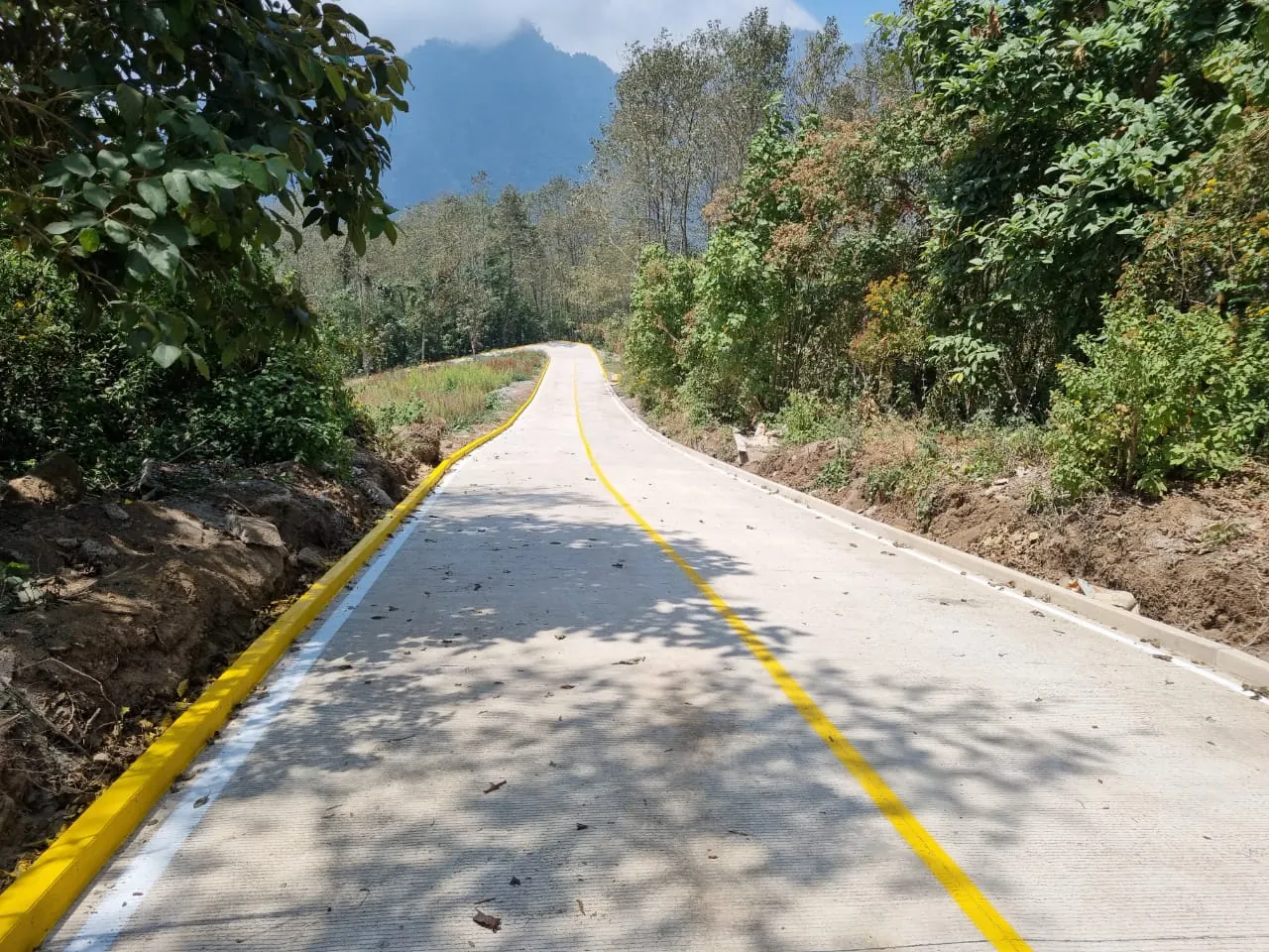 Camino pavimentado con bordillo amarillo entre pinos